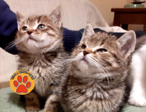 Coppia di splendidi gatti cerca adozione