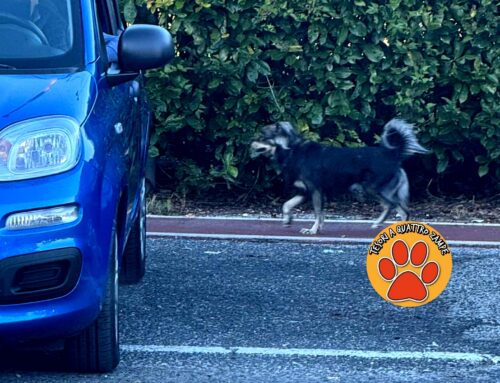 Cagnolino tra le auto, rischia l’investimento. Segnalato a Madonna del Cuore (Rieti)