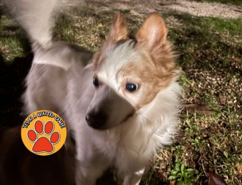 Cagnolino vagante a Quattro Strade (Rieti) zona Chiesa 