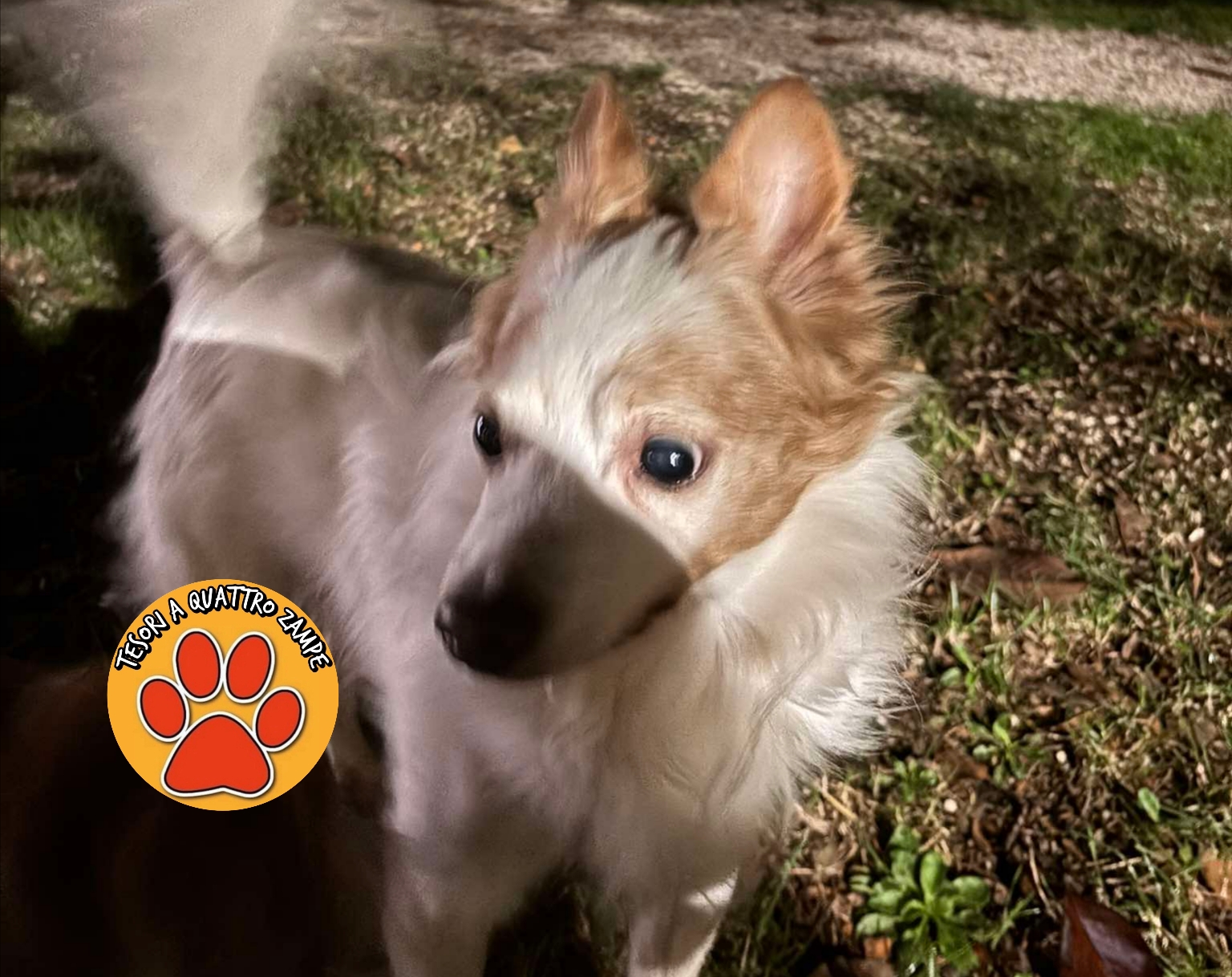 Polish_20251104_185734401