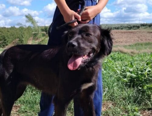 Scheggia è una splendida cucciolona di due anni