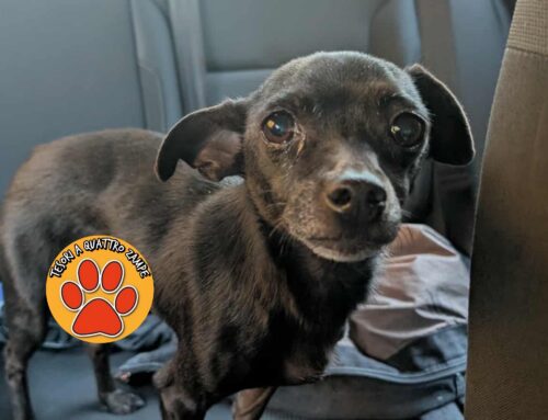 Tornata a casa dalla famiglia la cagnolina trovata ad Antrodoco