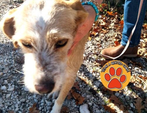 Trovata sulla Salaria per Roma tra Osteria Nuova e Nerola