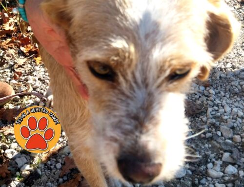 Tornata a casa la cagnolina trovata tra Osteria Nuova e Nerola