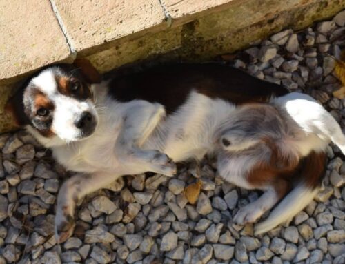 Il piccolo Peppe ti sta ancora aspettando