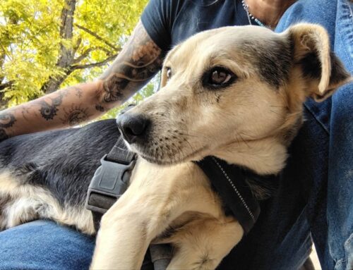 Miki, 10 anni vissuti quasi interamente in canile