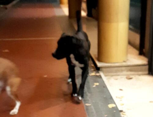 Cane taglia media vagante in viale Maraini a Rieti 