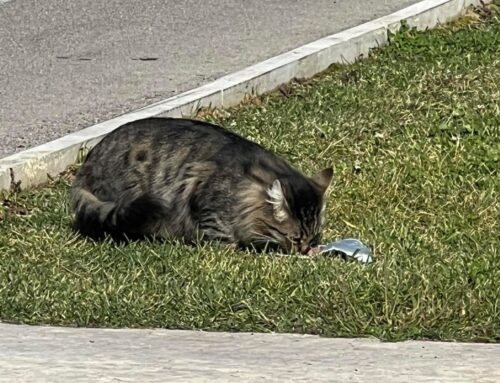 Gatto impaurito si aggira zona Conforama di Cittaducale