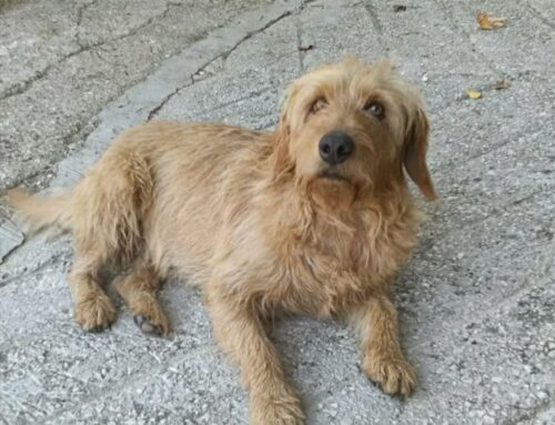 Cittaducale, scomparso Black