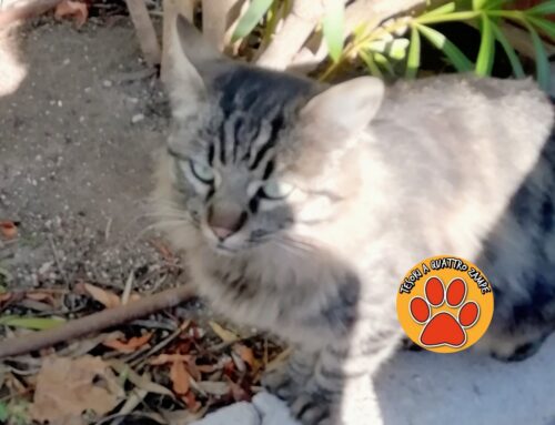 Sandra: “Una gatta simile a quella smarrita a Campoloniano da Simone vaga al Terminillo Center”