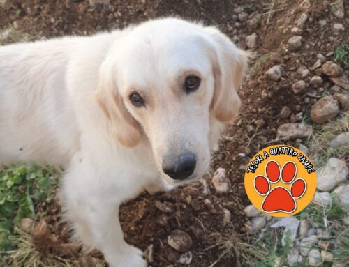 Smarrito Max zona Città Giardino (Rieti – Lazio)