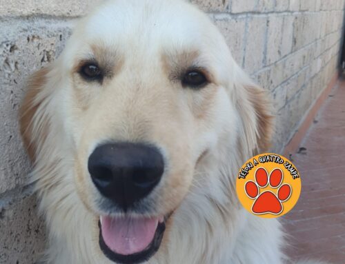 Max è tornato a casa