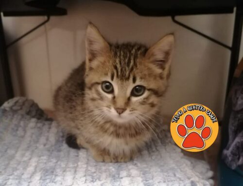 Gattina trovata zona Tribunale di Rieti: adozione cercasi