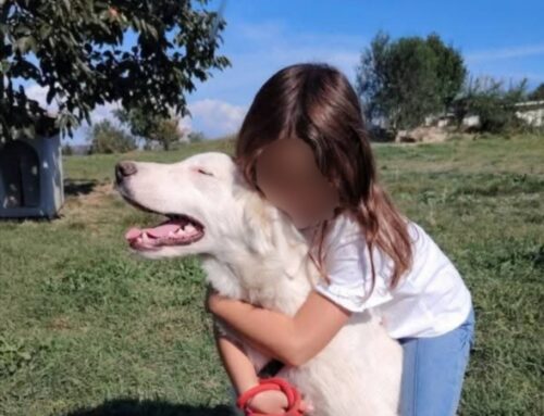 Il cucciolo Matteo aspetta adozione. Futura taglia media