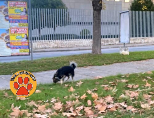 Ancora in strada nel quartiere Micioccoli