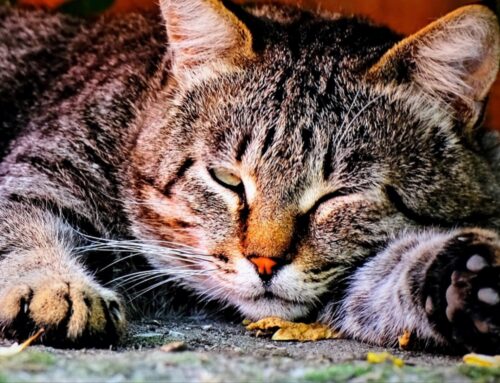 È tornato il freddo notturno. Antenzione ai gatti nei copriruota delle auto e nei motori