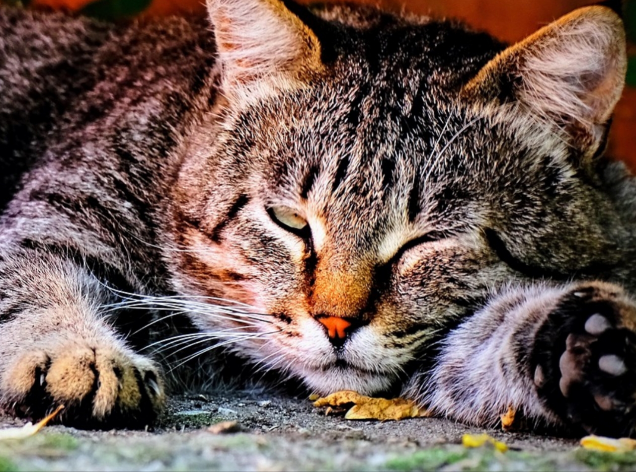 Polish_20251114_223046188