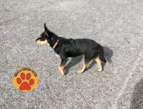 Cagnolino vagante in via A. M. Ricci a Rieti: ha paura e non si lascia avvicinare 