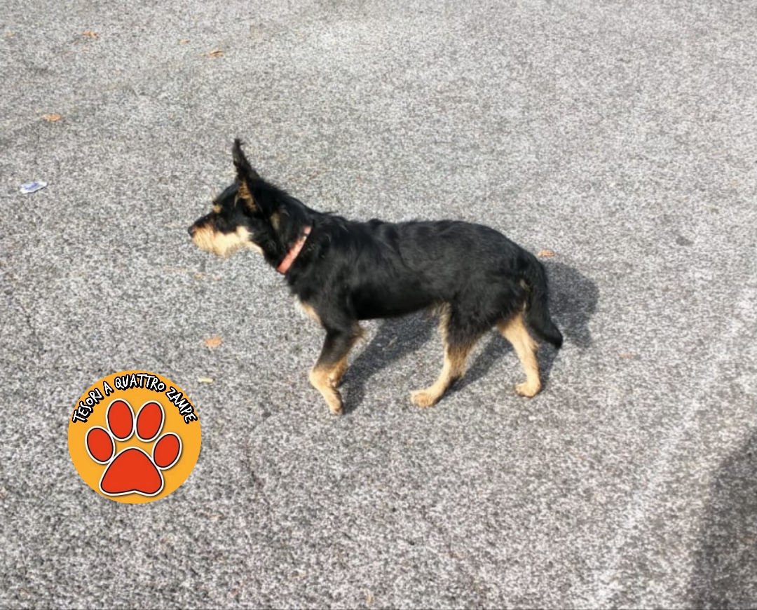 Polish_20251115_115430030