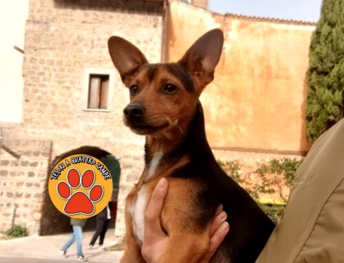 Cane fermato in via della Verdura a Rieti: di chi è?