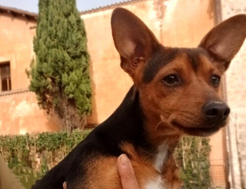 Trasferito in canile il cagnolino trovato in via della Verdura a Rieti (Lazio)