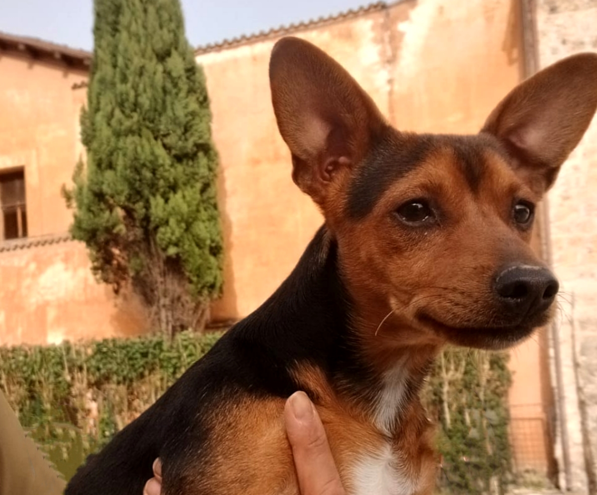 Polish_20251115_163502149