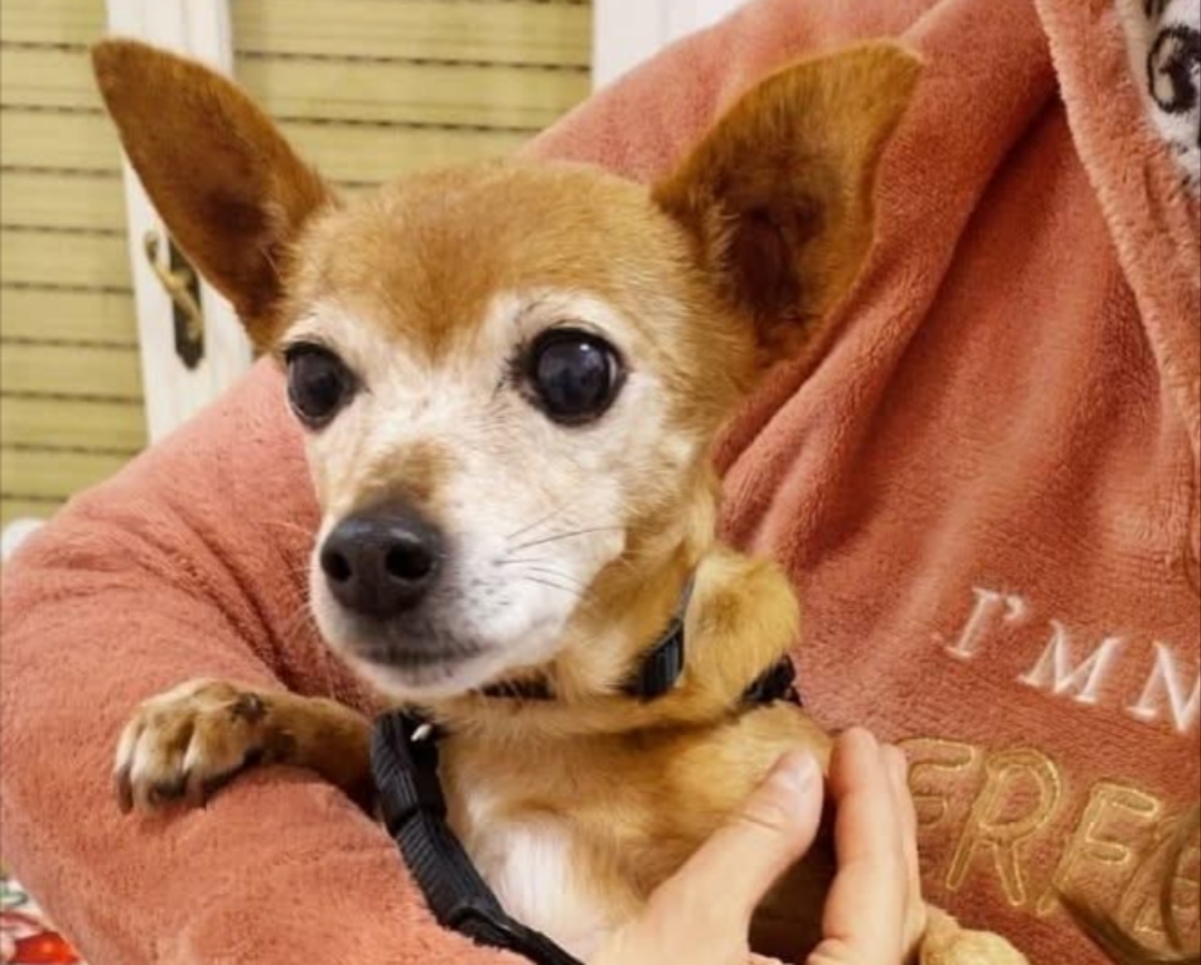 Polish_20251115_173035221