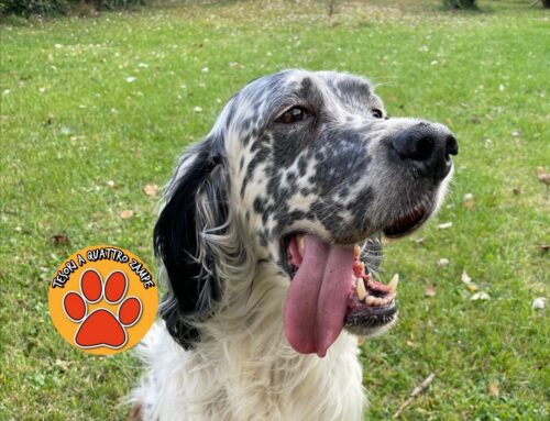 Smarrito Ivan da Contigliano