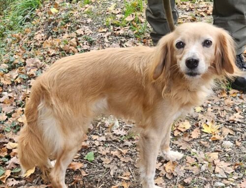 Cagnolina recuperata al Santuario di Greccio