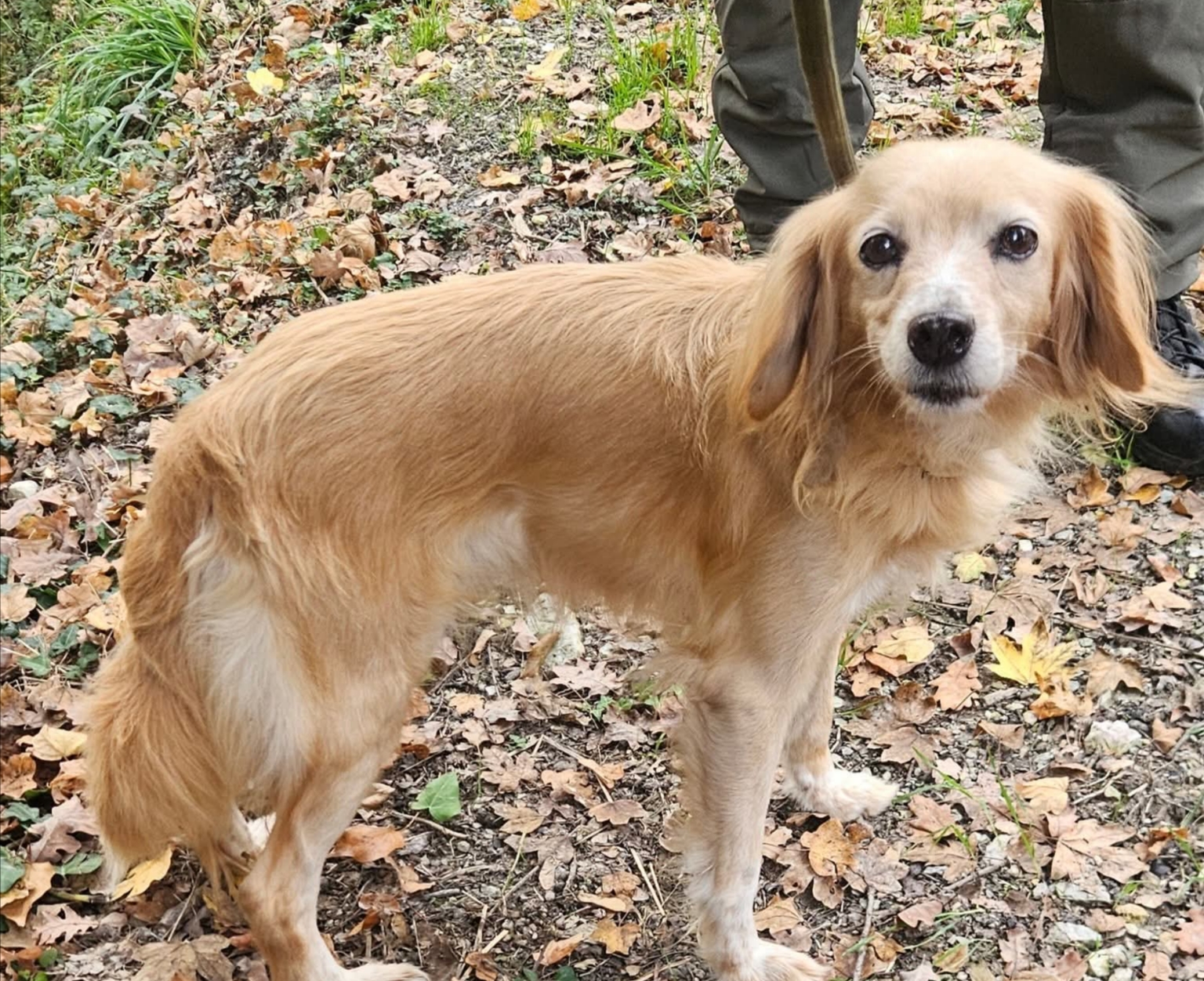 Polish_20251116_151301508