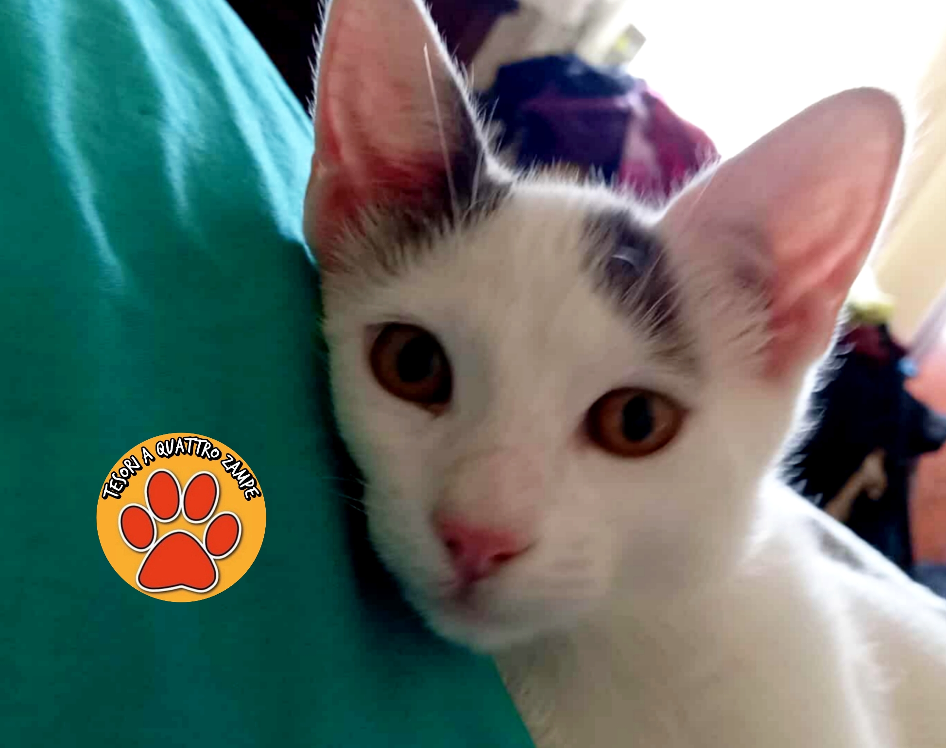 Polish_20251116_161658740