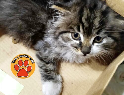 Gattone trovato in piazza Marconi a Rieti: chi lo ha smarrito? Al momento è al sicuro