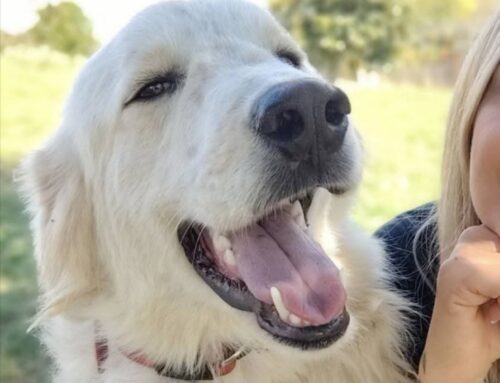 Ettore, il baciatore seriale, aspetta adozione