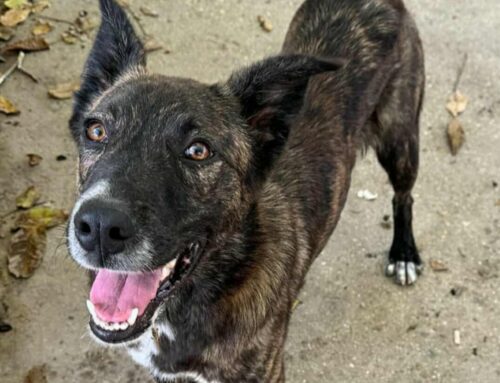 Il simpaticissimo Matt da Teramo vorrebbe essere adottato