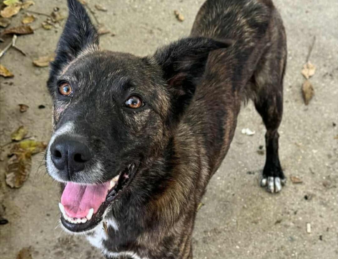 Polish_20251117_091136038