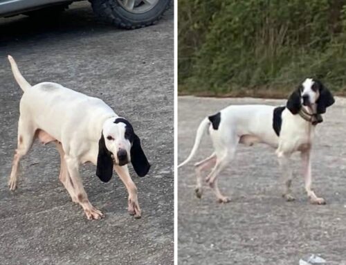 Segnalati due cani in strada in Sabina