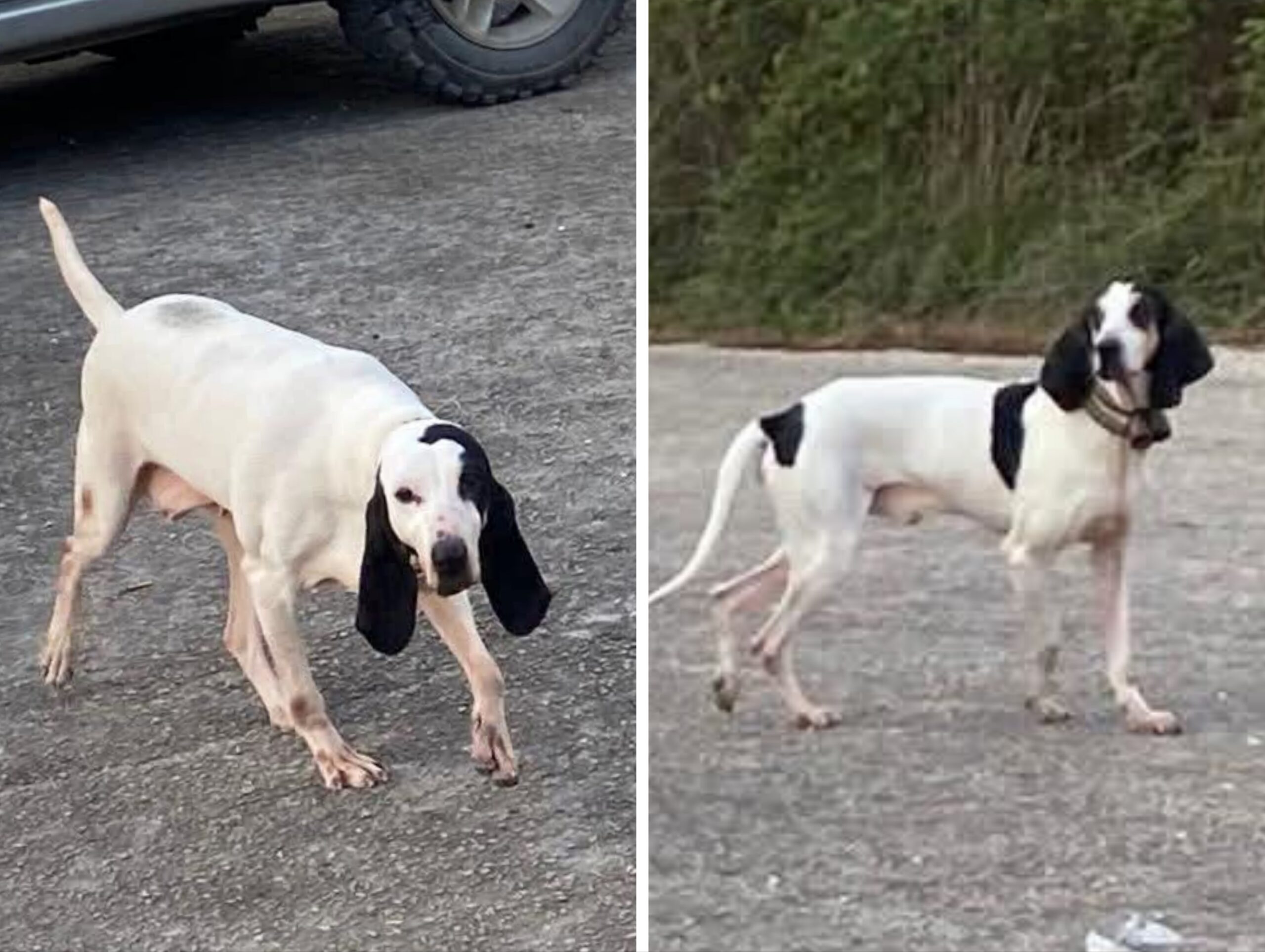 Polish_20251117_092129212