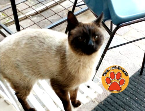 Gatto vagante zona Parrocchia San Francesco Nuovo a Piazza Tevere
