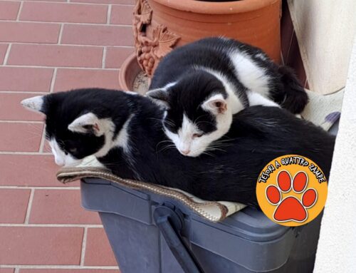 Fratelli felini hanno bisogno di adozione, magari di coppia!