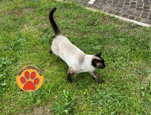 Si cerca ancora questa gatta smarrita a Piazza Tevere