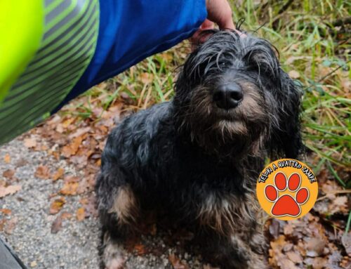 Cagnolina zuppa d’acqua trovata in strada a Rieti (Lazio)
