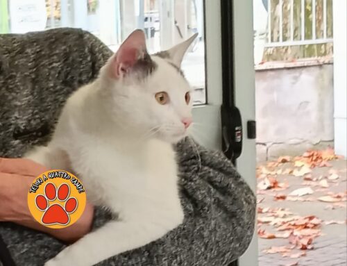 Gatto trovato in zona Istituto Scolastico Ricci a Rieti. Si cerca la famiglia
