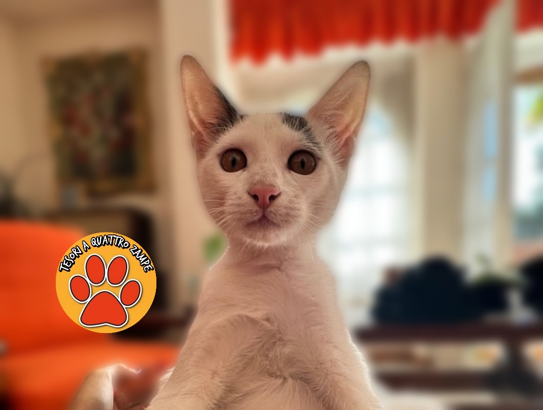 Polish_20251118_180310903