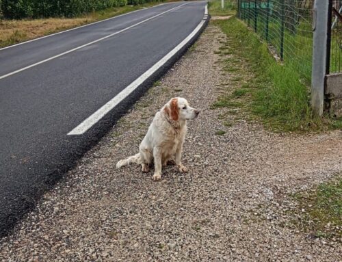 Cane sulla Ternana, rischia di essere investito: chi lo ha smarrito?