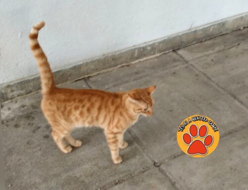 Gatto comparso in via Lama, di chi è?