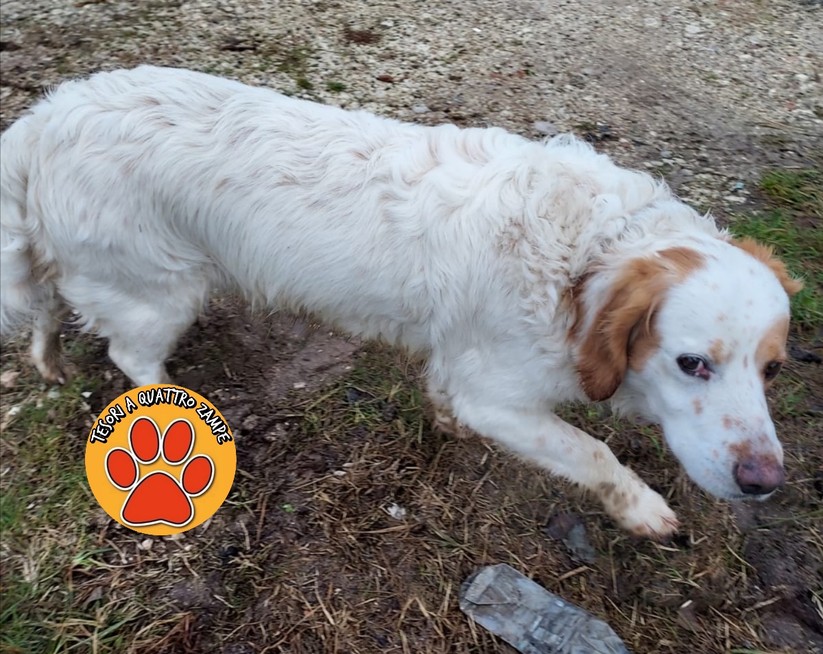 Polish_20251119_091529808