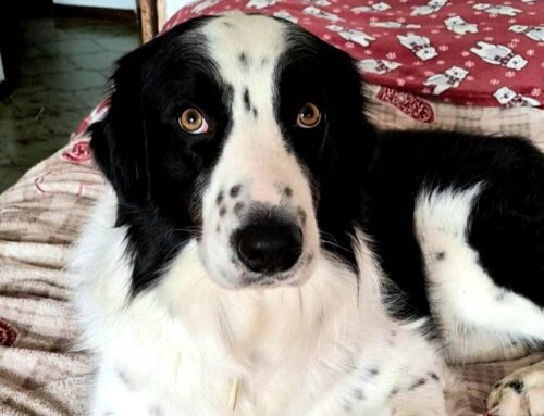 Copy senza una adozione finirà in canile