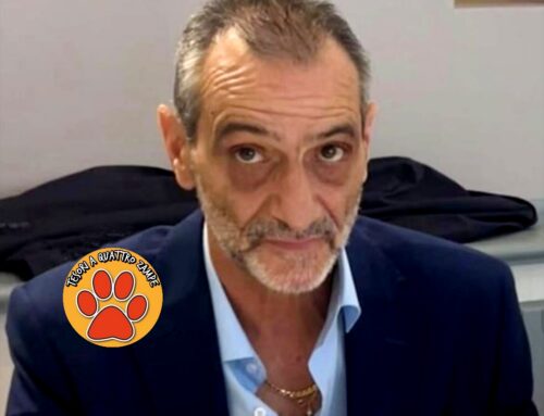 Cuccioli di cane randagi nati a Poggio Bustone, il sindaco Rovero Mostarda ed una cittadina se ne prende cura