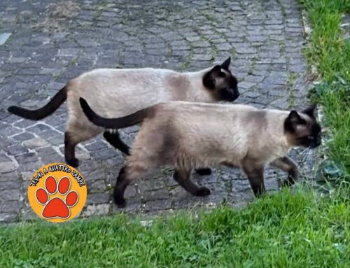 Finalmente Creamy è tornata a casa