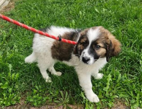 Entrato al Canile di Rieti stamane 20 novembre 